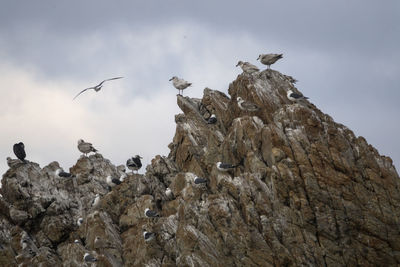 Low angle view of birds perching on rock formation against sky