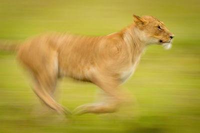 Slow pan close-up of liioness crossing grass
