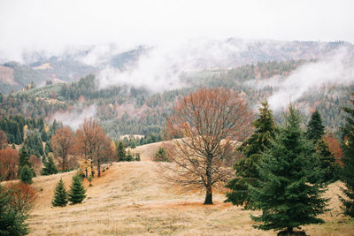 Trees on landscape against mountains