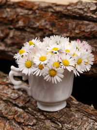 Close-up of white daisy flowers on table