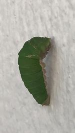 Close-up of leaf on snow