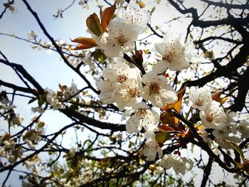 Low angle view of cherry blossom tree