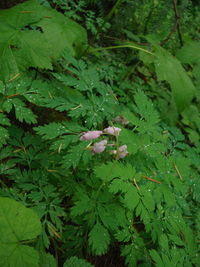 Close-up of leaves