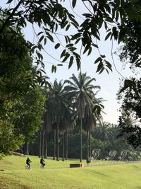 Scenic view of palm trees on field against sky