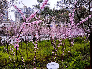 Close-up of pink flower tree against sky