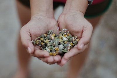 Close-up of hand holding small plant