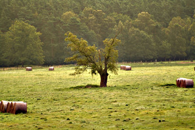 Hay bales on field against trees
