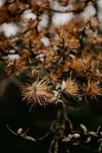 Pine cones amongst brown pine needles on branch