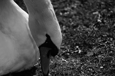 Close-up of swan on field