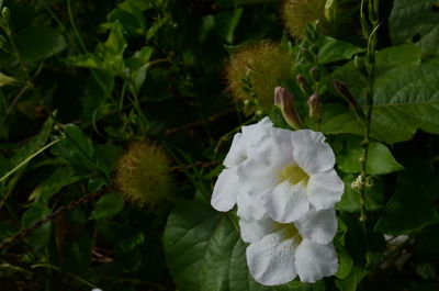 Close-up of white flowers blooming outdoors