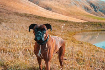 Portrait of dog standing on landscape