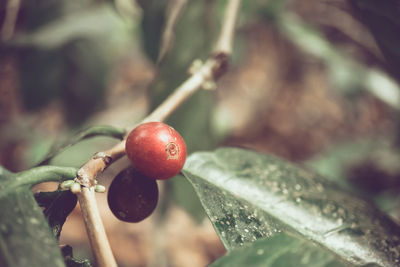 Close-up of berries on plant