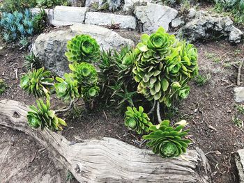 High angle view of plants growing on rocks