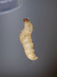 Close-up of insect over black background