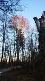 Low angle view of trees against sky