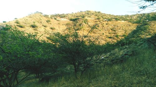 Scenic view of landscape