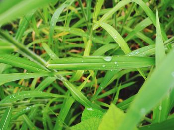 Full frame shot of wet grass