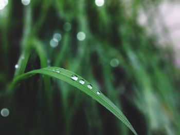 Close-up of water drops on blade of grass