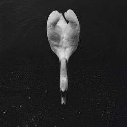 Directly above shot of swan at lake