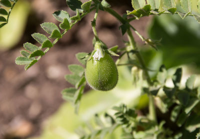 Close-up of fruit growing on plant