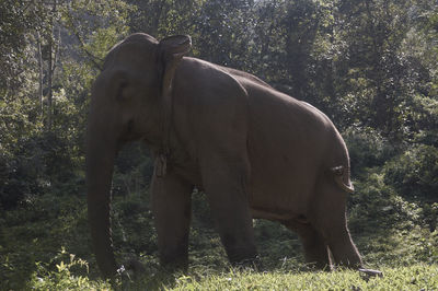 Elephant standing in forest