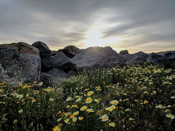 Scenic view of flowering plants on field against sky