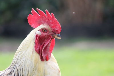 Close-up of rooster