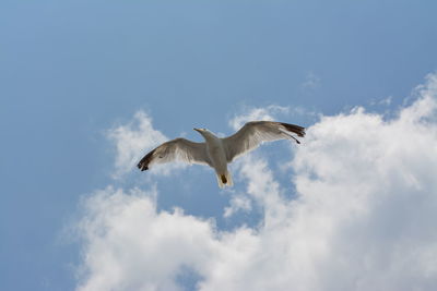 Low angle view of seagull flying against sky