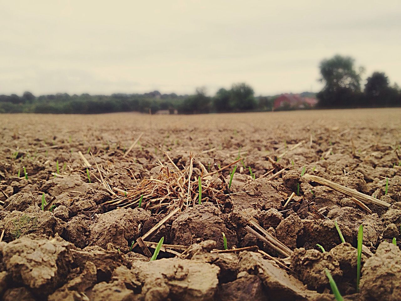 landscape, field, plant, focus on foreground, dry, nature, growth, scenics, tranquility, sky, tranquil scene, non-urban scene, beauty in nature, rural scene, day, outdoors, no people, farm, surface level, farmland, agriculture, remote, uncultivated