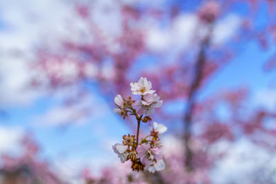 Close-up of cherry blossom on tree