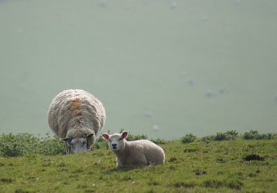 Sheep in a field