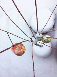 Close-up of frozen plant