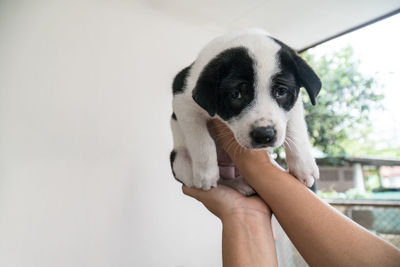 Close-up of hand holding puppy