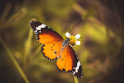 Close-up of butterfly pollinating on flower