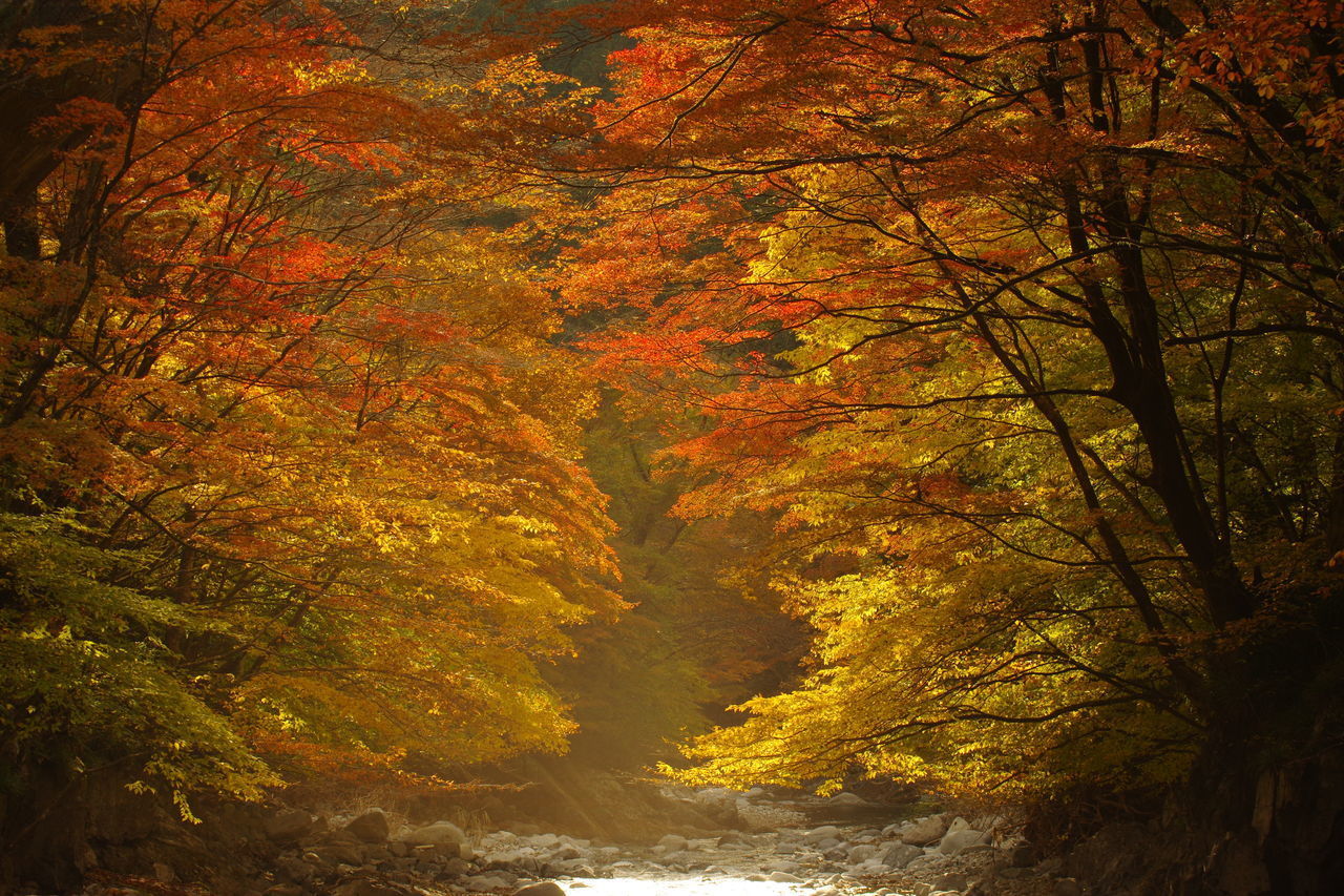 SCENIC VIEW OF AUTUMNAL TREES