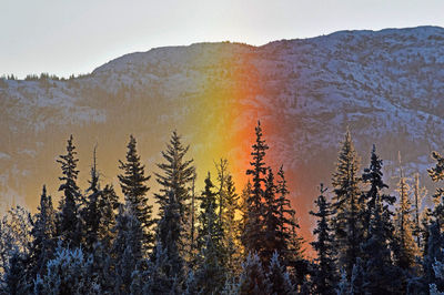 Panoramic view of pine trees against sky during winter