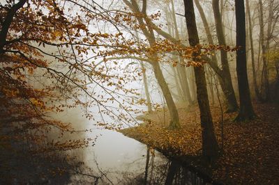 Trees in park