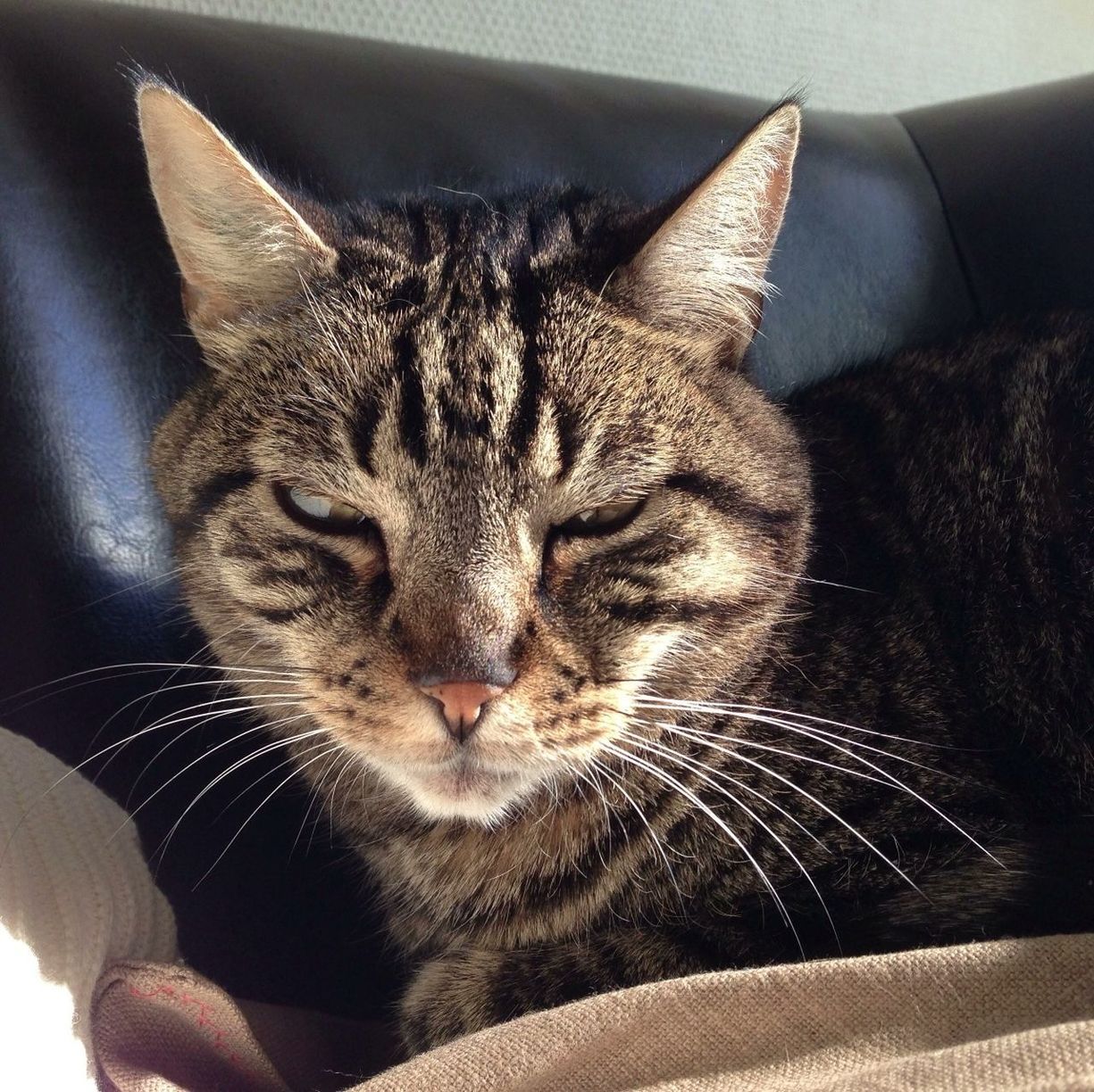 animal themes, one animal, pets, domestic animals, domestic cat, mammal, indoors, cat, feline, whisker, close-up, animal head, relaxation, portrait, looking at camera, animal body part, home interior, lying down, focus on foreground, resting