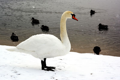 Swans swimming in lake during winter