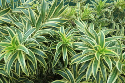 Full frame shot of plants