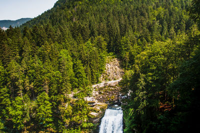 Scenic view of river amidst trees in forest