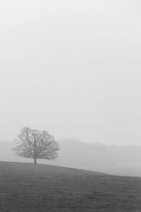 Bare tree on field against sky