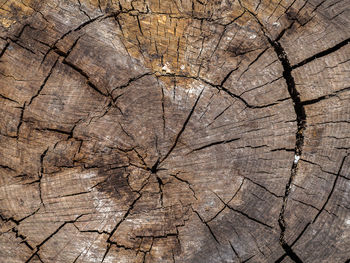 Full frame shot of textured tree stump