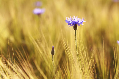 Close-up of purple flowering plant on field
