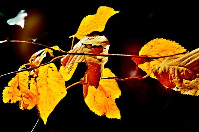 Close-up of yellow autumn leaves on tree