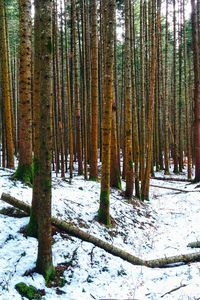 Trees in forest during winter