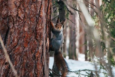 Portrait of squirrel on tree trunk