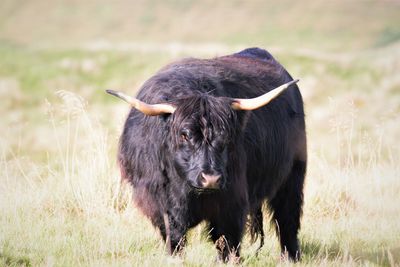 Black highland cow in a field