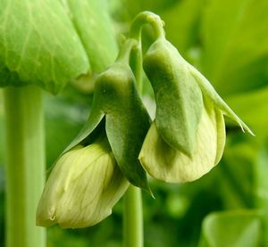 Close-up of fresh green plant