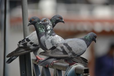 Close-up of pigeons perching on metal